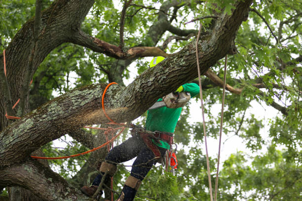 Dasher, GA Tree Care Company